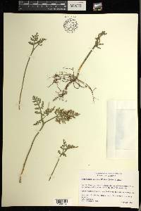 Botrychium matricariifolium image