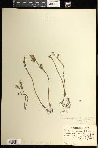 Botrychium matricariifolium image