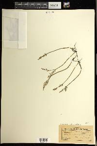 Botrychium matricariifolium image