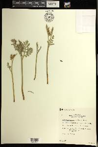 Botrychium matricariifolium image