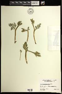 Botrychium matricariifolium image