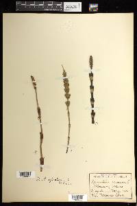 Equisetum sylvaticum image