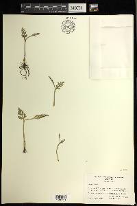 Botrychium pedunculosum image