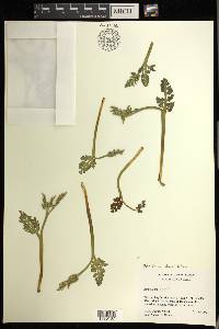 Botrychium matricariifolium image