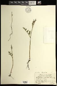 Botrychium matricariifolium image