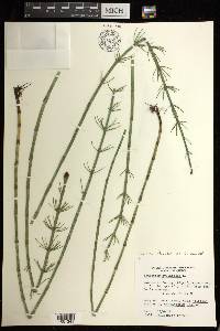 Equisetum fluviatile image