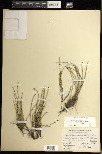 Equisetum variegatum image