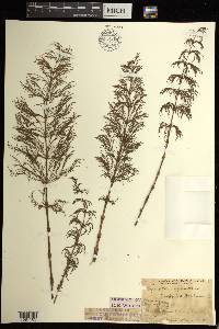 Equisetum sylvaticum image