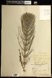 Equisetum telmateia image