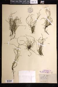 Equisetum scirpoides image