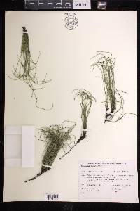 Equisetum scirpoides image