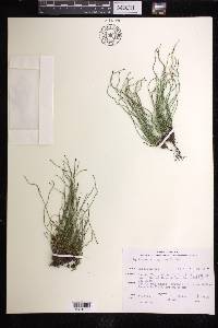 Equisetum scirpoides image