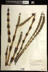 Equisetum telmateia image