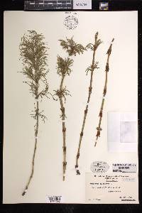 Equisetum sylvaticum image