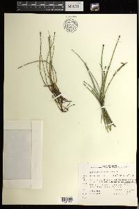 Equisetum variegatum image