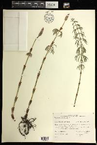 Equisetum sylvaticum image