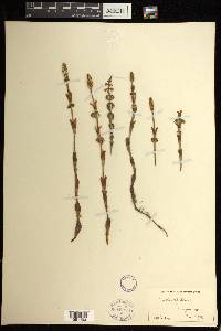 Equisetum sylvaticum image