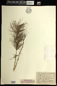 Equisetum sylvaticum image