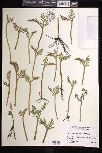 Botrychium acuminatum image