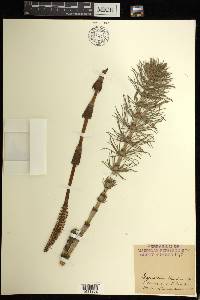 Equisetum telmateia image