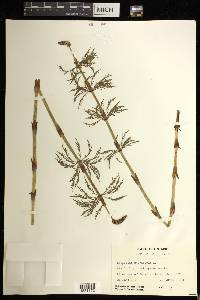 Equisetum sylvaticum image