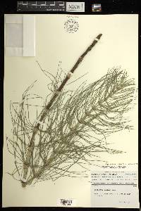 Equisetum telmateia image