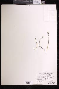 Botrychium lanceolatum image