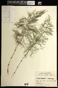 Equisetum sylvaticum image