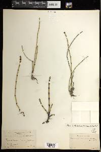 Equisetum variegatum image