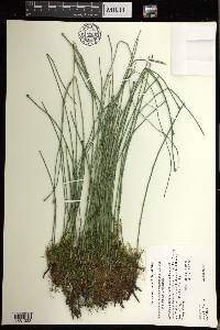 Equisetum variegatum image