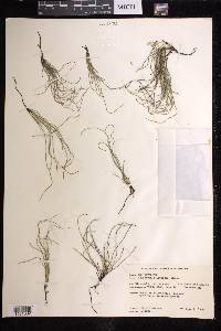 Equisetum scirpoides image