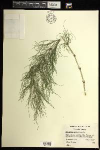 Equisetum sylvaticum image