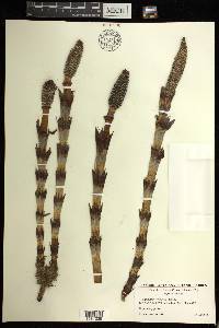 Equisetum telmateia image