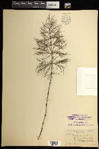 Equisetum sylvaticum image