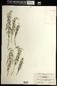 Equisetum sylvaticum image