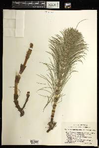 Equisetum telmateia image