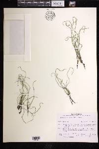 Equisetum scirpoides image