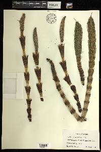 Equisetum telmateia image