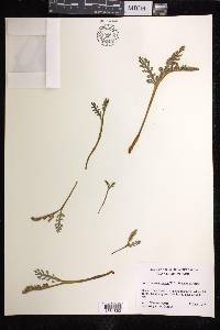 Botrychium campestre image