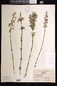 Equisetum sylvaticum image