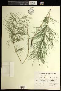 Equisetum sylvaticum image