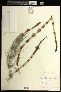 Equisetum telmateia image