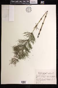 Equisetum sylvaticum image