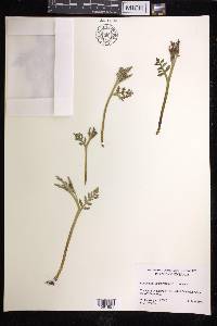 Botrychium acuminatum image