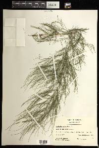 Equisetum sylvaticum image