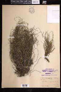 Equisetum scirpoides image