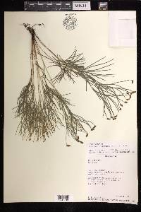 Schizaea dichotoma image