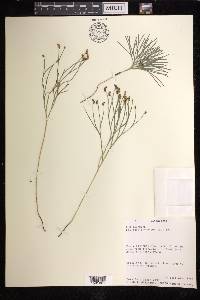 Schizaea dichotoma image