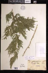 Selaginella furcillifolia image