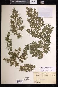 Selaginella hewittii image